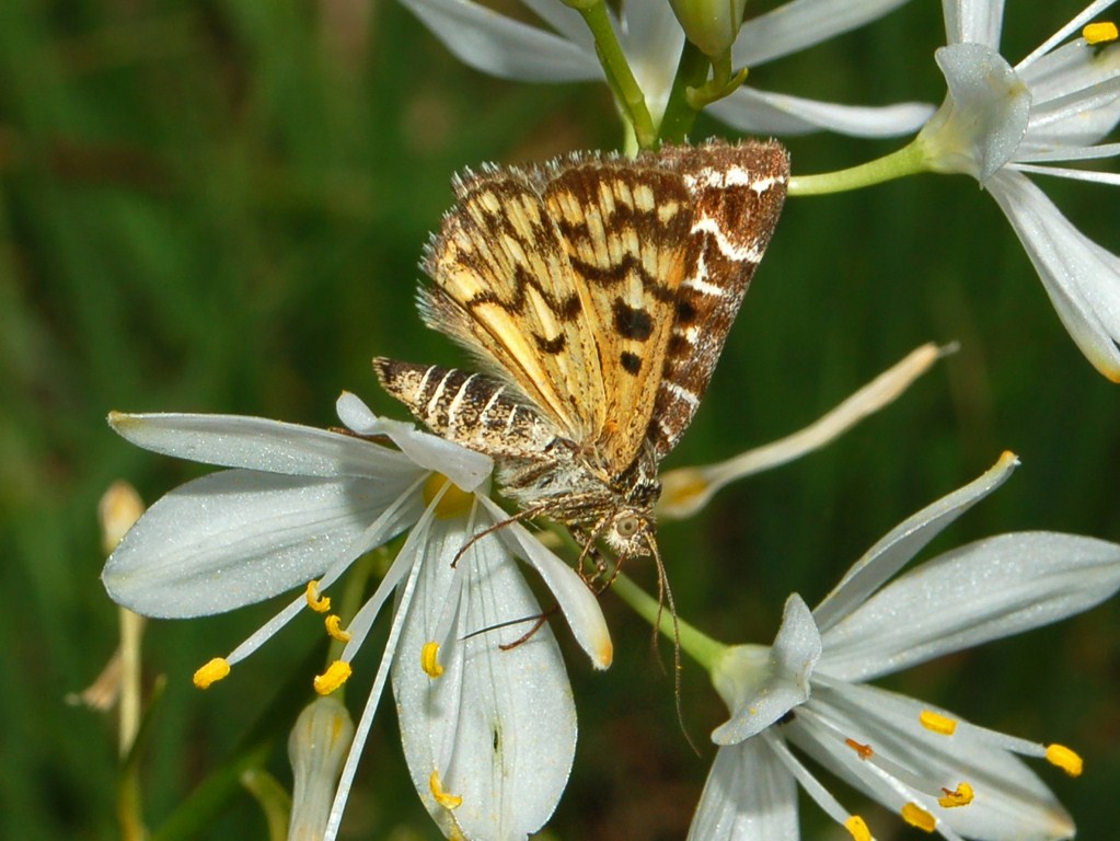 Un nottuide di giorno - Euclidia (Callistege) mi